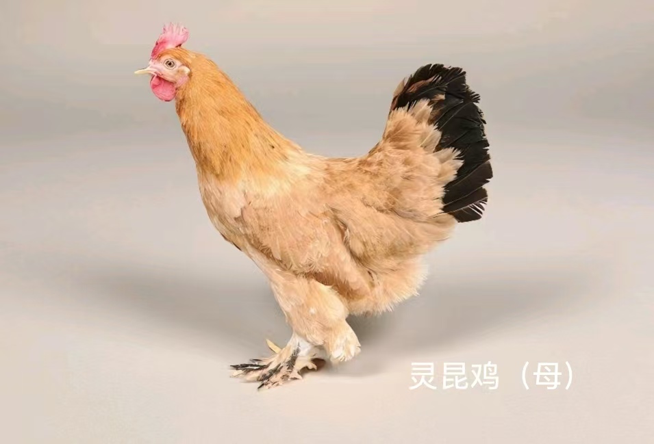 灵昆鸡真实养殖场景