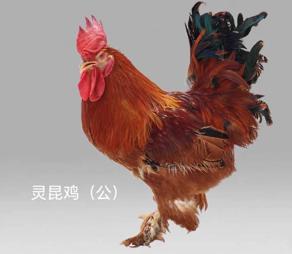 灵昆鸡